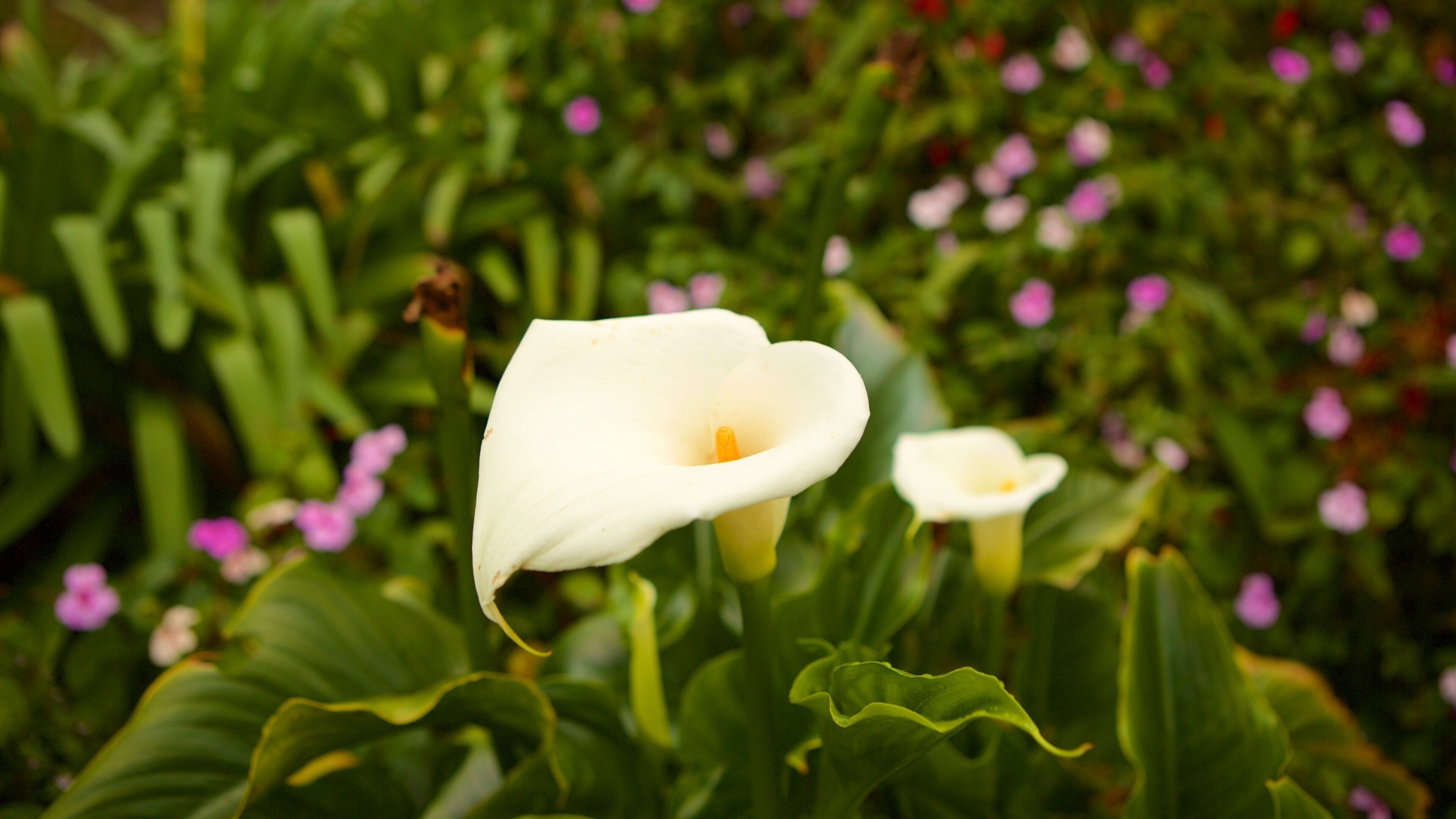 Holywell Park featuring flowers