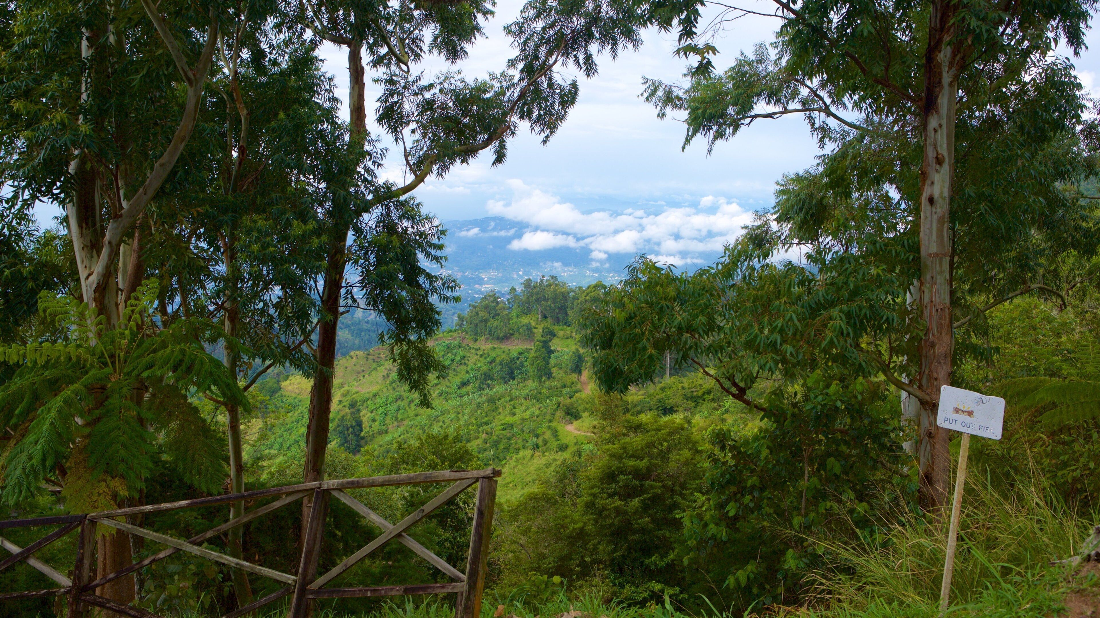 Holywell Park inclusief bossen