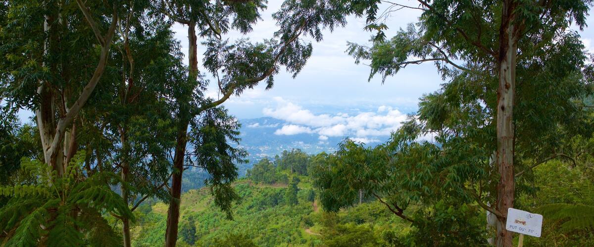 Holywell Park which includes forests