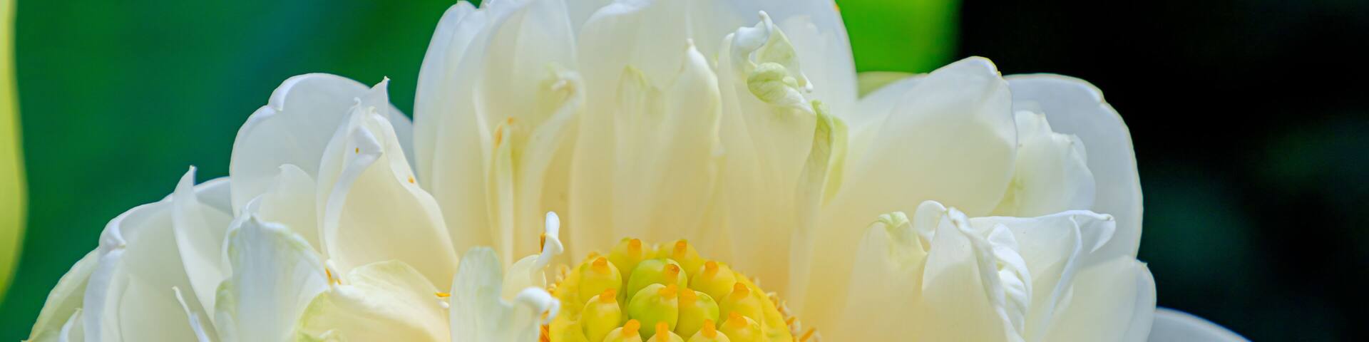 白いハスの花 福智山ろく花公園 福岡県直方市 White Lotus flower Fukuchisanroku Flower park Fukuoka-ken Nogata City