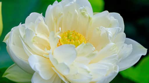 白いハスの花 福智山ろく花公園 福岡県直方市 White Lotus flower Fukuchisanroku Flower park Fukuoka-ken Nogata City