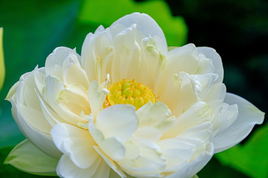 ็ฝใใในใฎ่ฑใ็ฆๆบๅฑฑใใ่ฑๅ
ฌๅใ็ฆๅฒก็็ดๆนๅธใWhite Lotus flower Fukuchisanroku Flower park Fukuoka-ken Nogata City