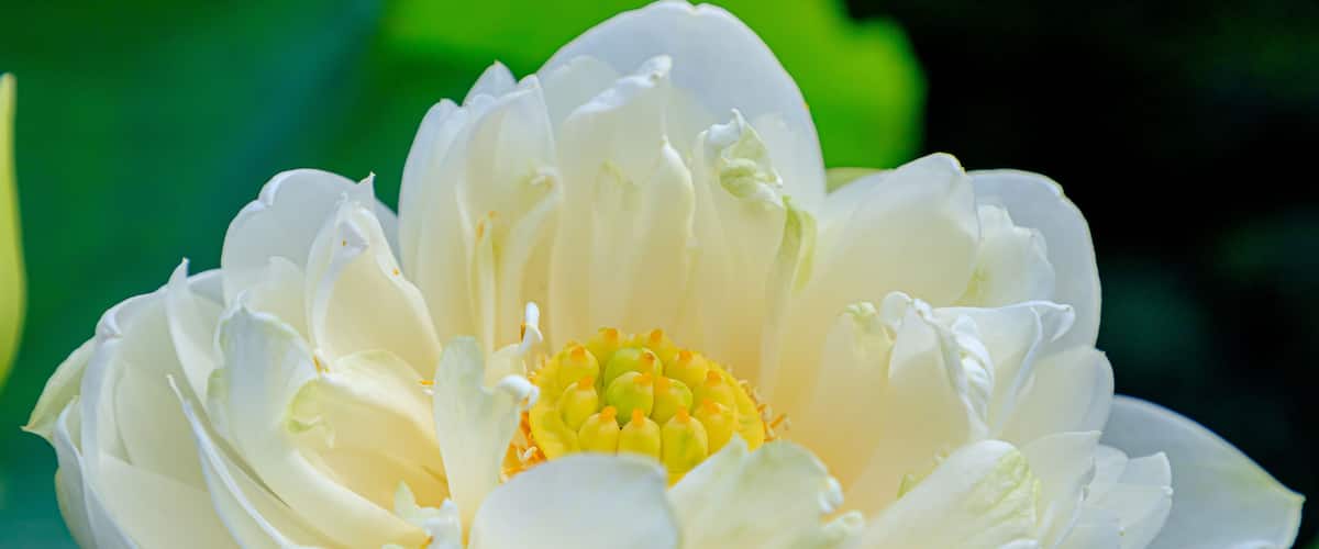 A white lotus flower with a yellow center.