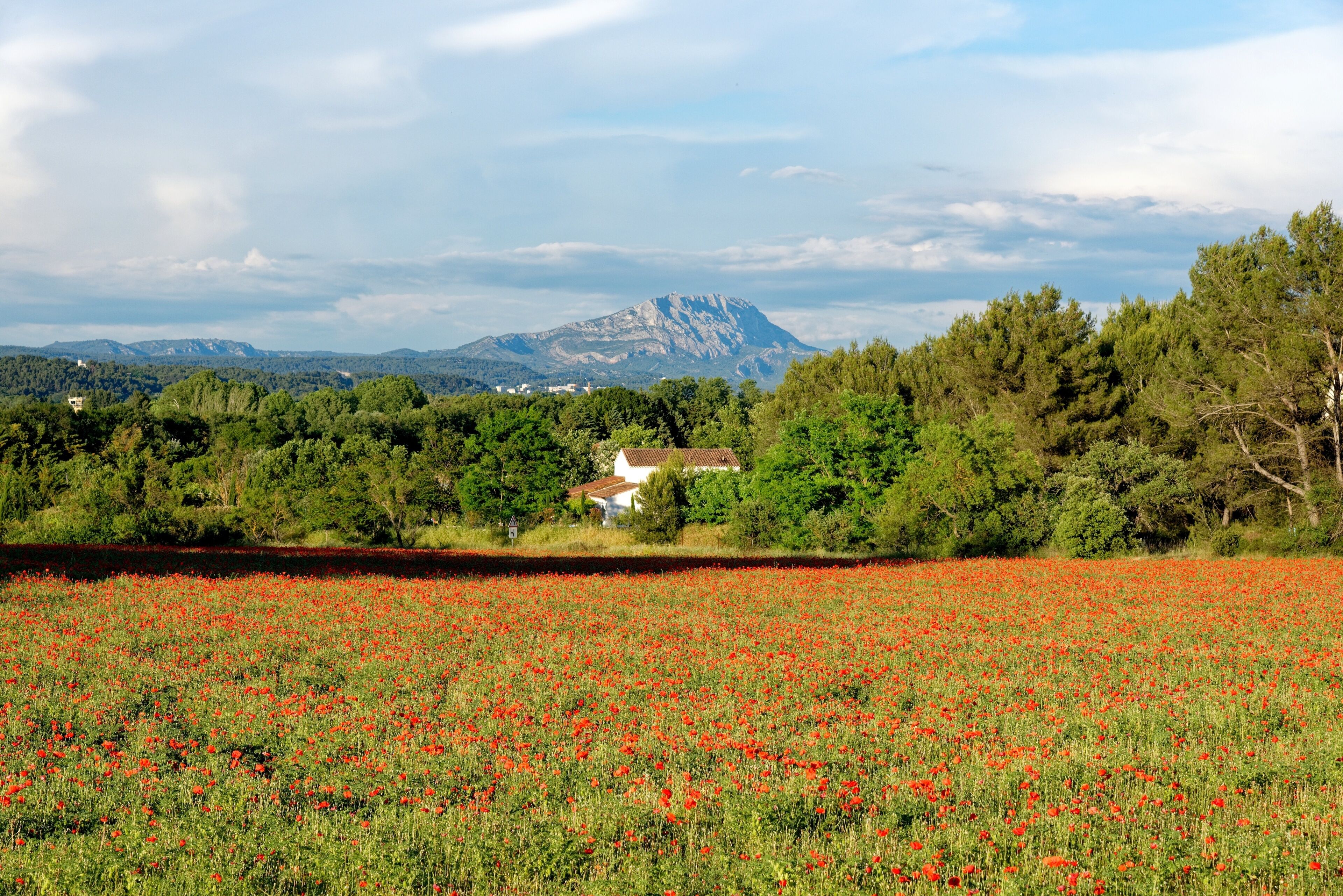 A field of red poppies, a white house, and a mountain in the background.