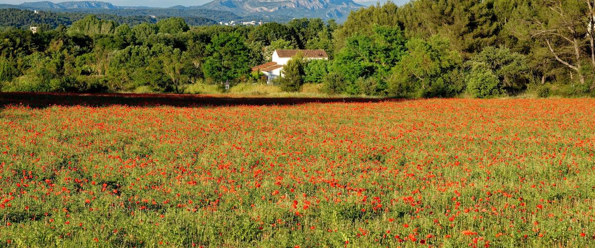 A field of red poppies, a white house, and a mountain in the background.