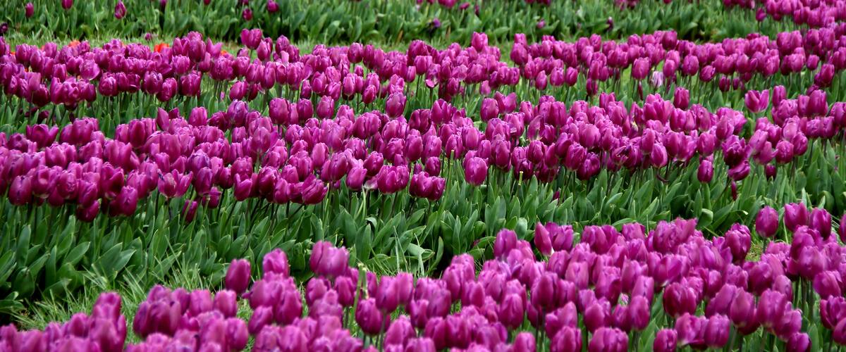 Vibrant purple tulips in full bloom, planted in even rows, in Goztepe Park during the annual Istanbul Tulip Festival