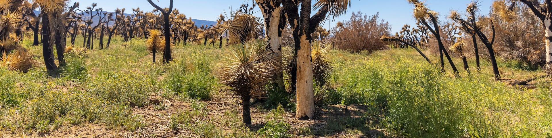 Tall Joshua tree at Arthur B. Ripley Desert Woodland State park in spring time.