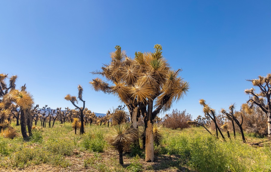 Tall Joshua tree at Arthur B. Ripley Desert Woodland State park in spring time.