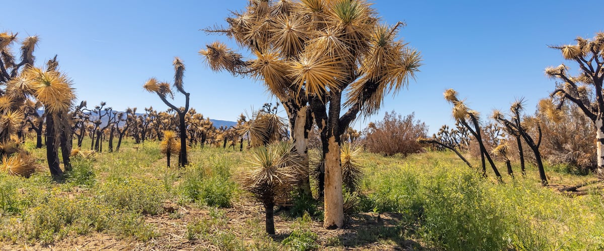 A desert landscape with Joshua trees under a clear blue sky.
