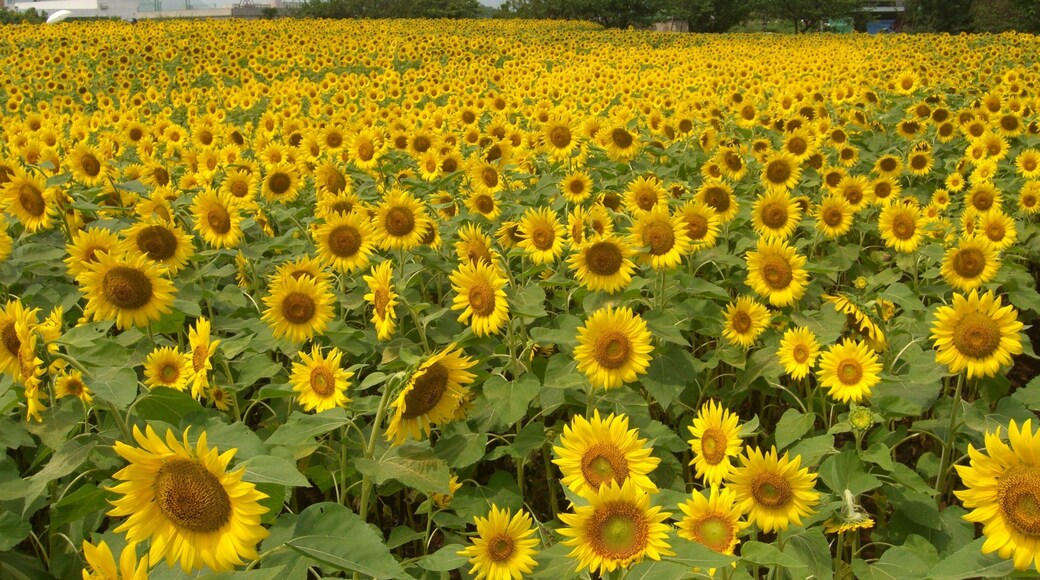 Sunflower field