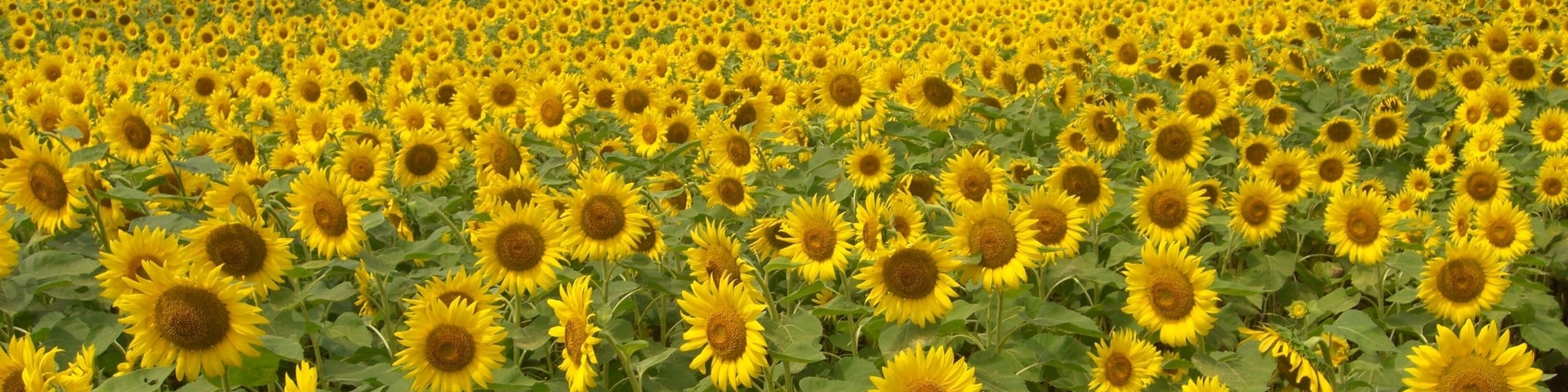 A vast sunflower field with a cloudy sky and distant buildings.