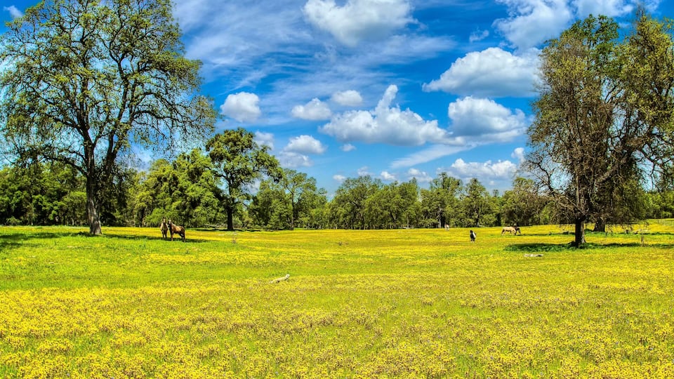 A grassy field with trees and a blue sky with clouds.