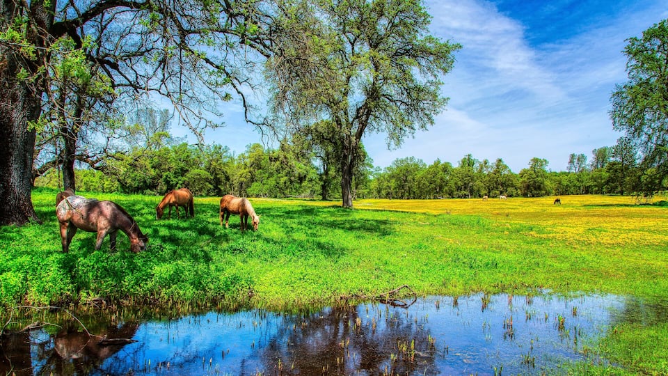 A lush green field with horses grazing, a pond, and trees in the background.