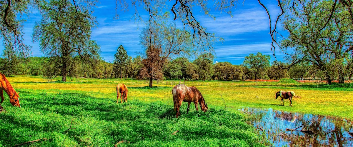 Horse in Penn Valley_02