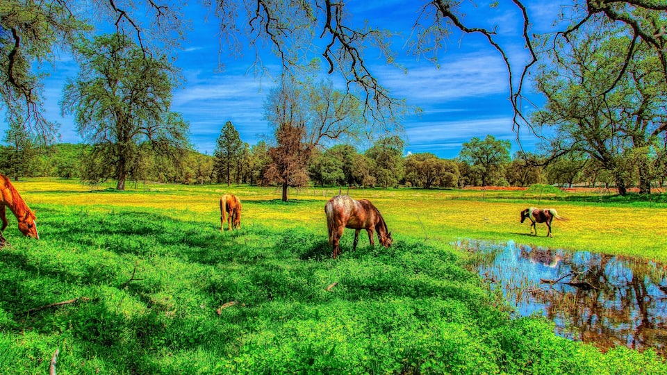 A green field with horses grazing, trees, and a body of water.
