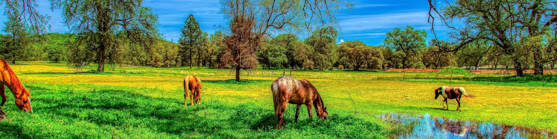 Horse in Penn Valley_02
