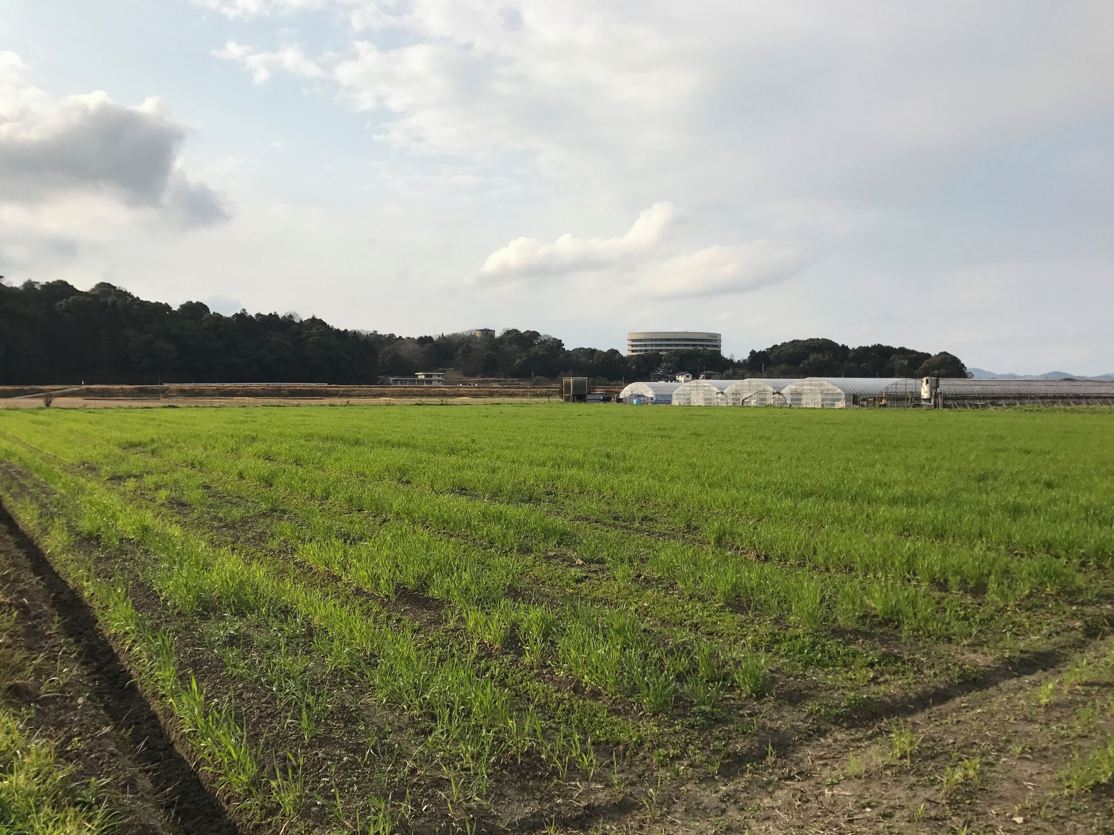 福岡県嘉穂郡桂川町寿命のコムギ畑