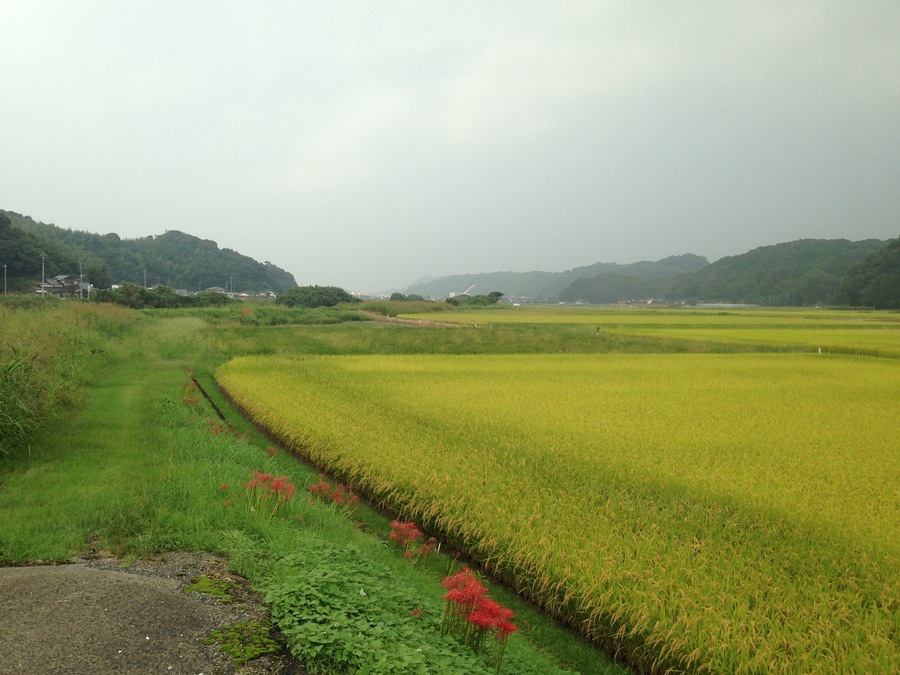 福岡県嘉穂郡桂川町寿命の田んぼ