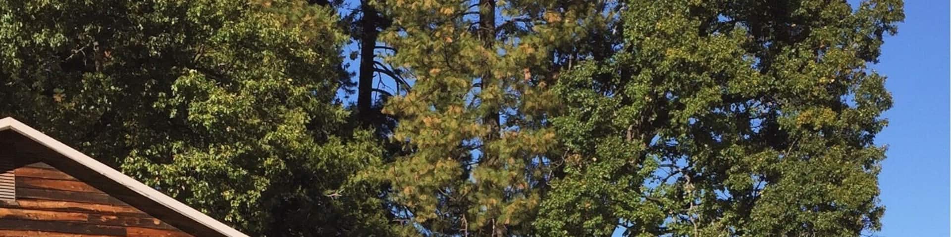 U-pick pumpkins at O'Halloran's in Camino, CA.
More on www.ajauntwithjoy.com