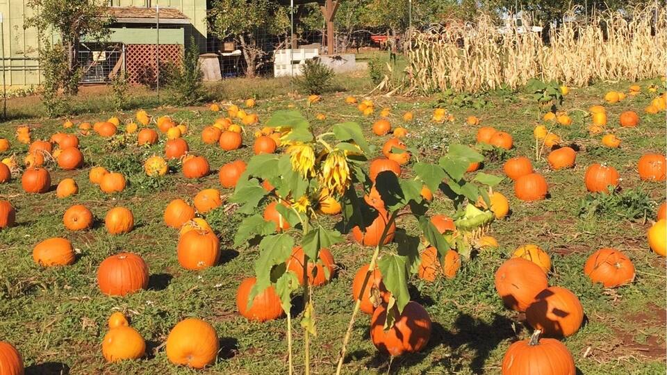 U-pick pumpkins at O'Halloran's in Camino, CA.
More on www.ajauntwithjoy.com