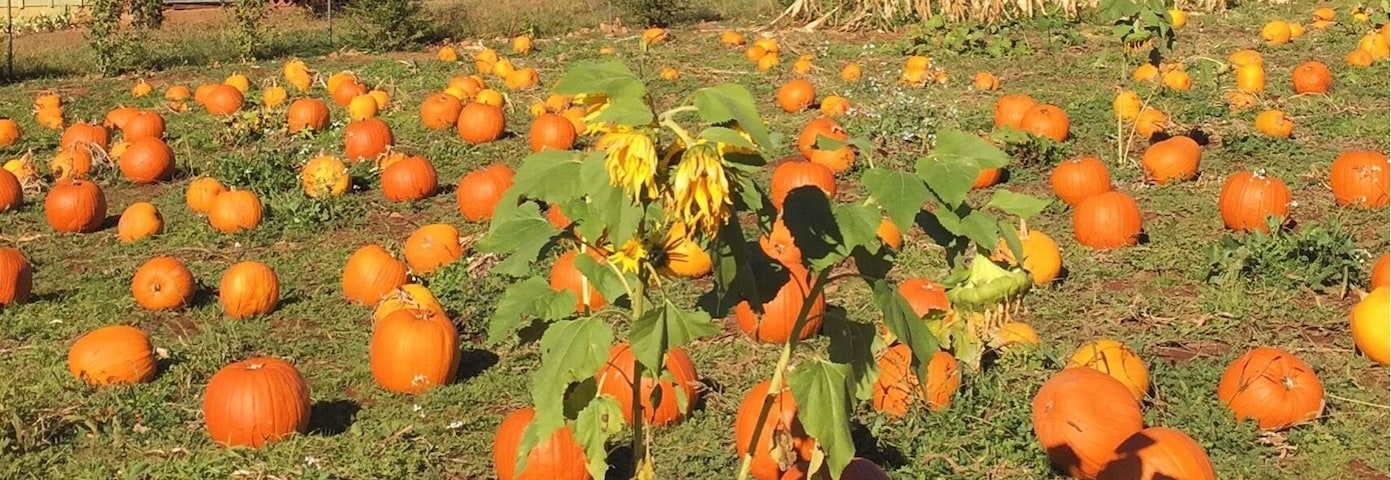 U-pick pumpkins at O'Halloran's in Camino, CA.
More on www.ajauntwithjoy.com