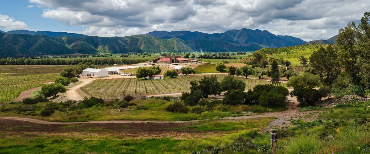 A vineyard with rows of grapevines, a red-roofed building, and mountains in the background.