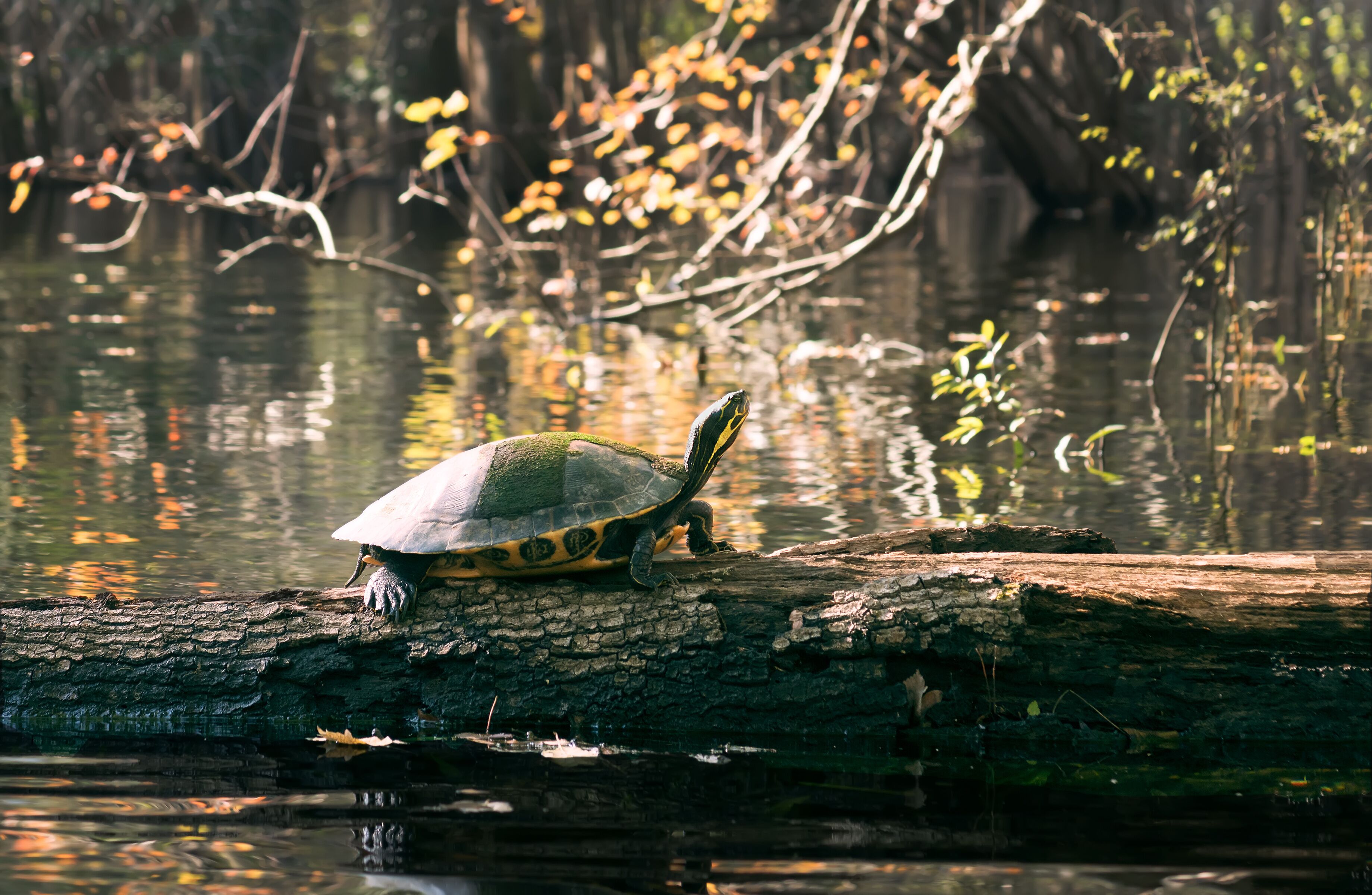 Pond turtle on a log. Gilchrist Blue Springs State Park, Florida, US