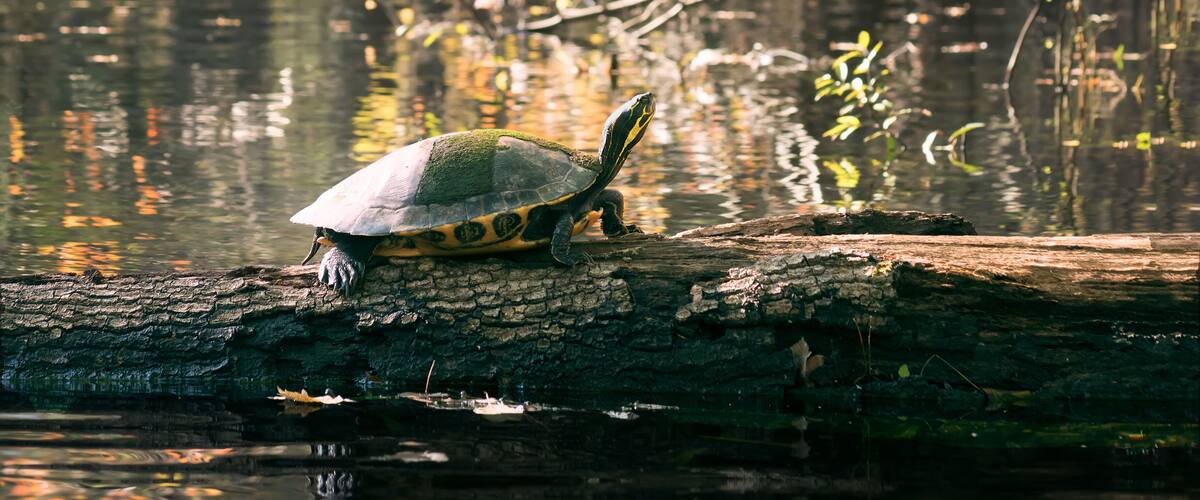 Pond turtle on a log. Gilchrist Blue Springs State Park, Florida, US