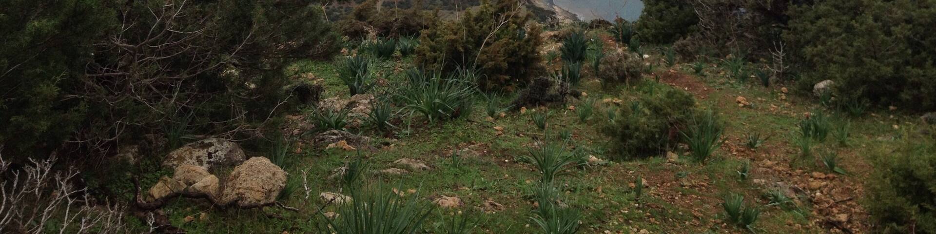 The wild coast of the nature reserve Akamas on the island of Cyprus. Great for Hiking, the highlight would be Avakas Gorge