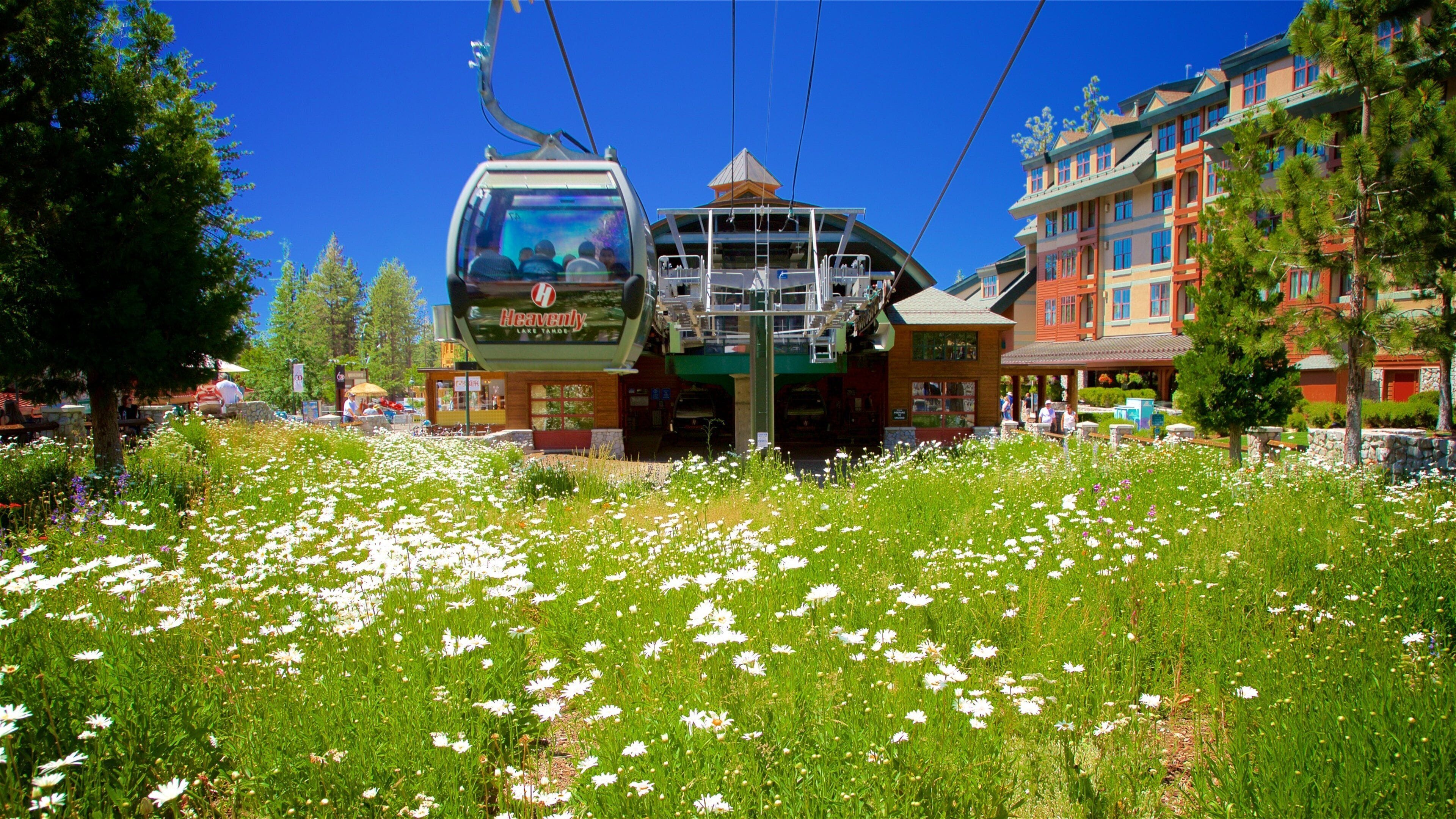 ヘヴンリー マウンテン ゴンドラ どの含み 野花, ホテル と ゴンドラ