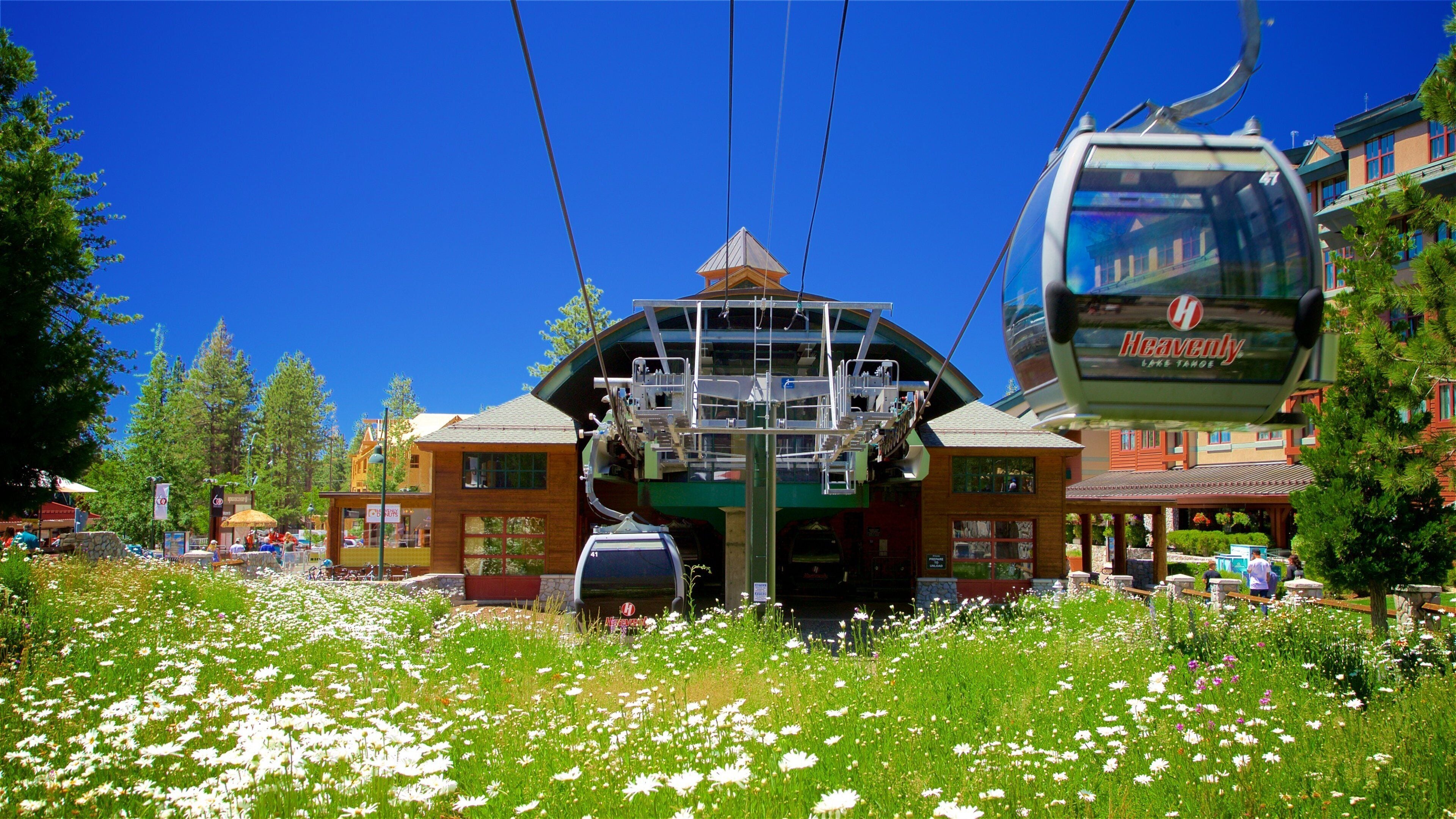 Heavenly Mountain Gondola which includes a hotel, wildflowers and a gondola