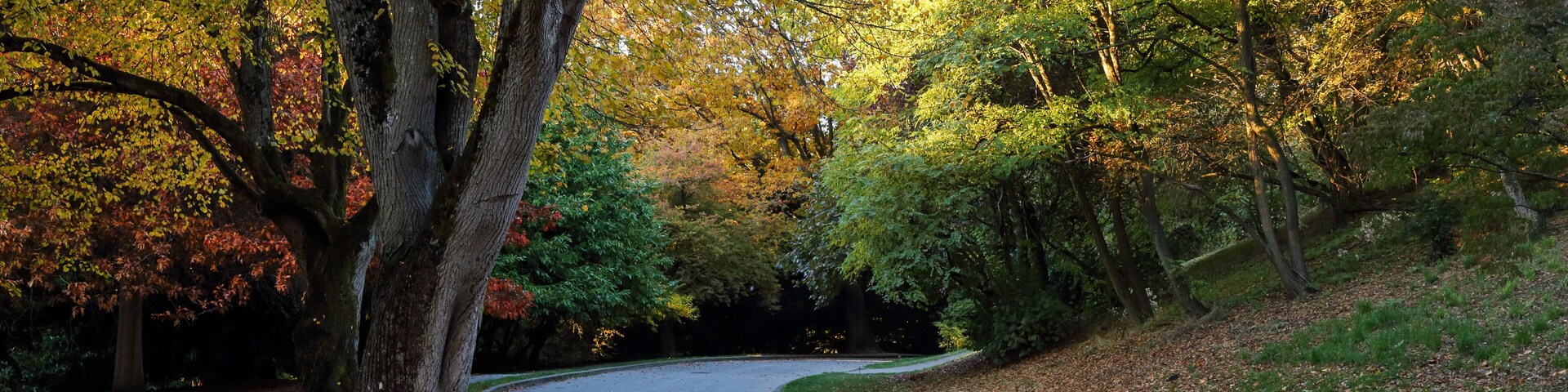 fall colors at Volunteer Park, Seattle Washington