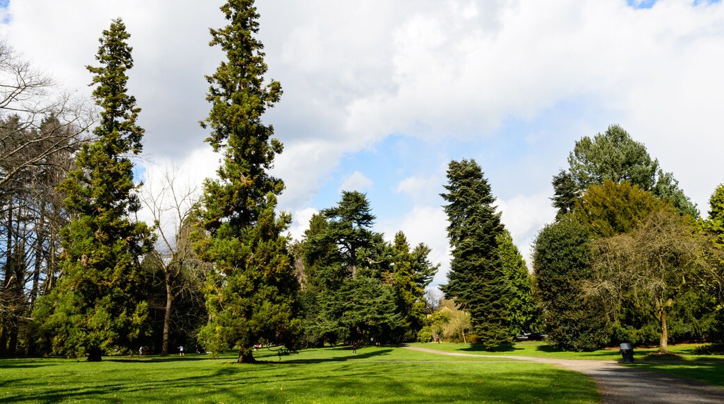 Beautiful trees located in Volunteer Park, Seattle