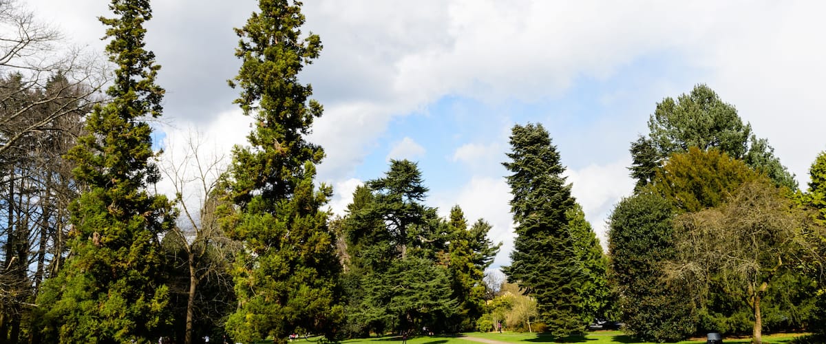 Beautiful trees located in Volunteer Park, Seattle