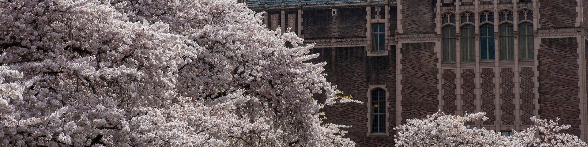 Cherry blossoms at The Quad, University of Washington, Seattle