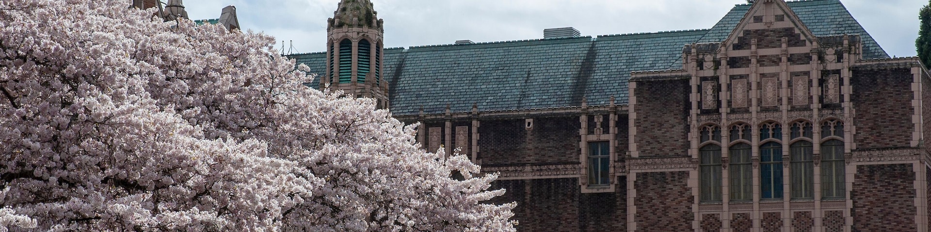 Cherry blossoms at The Quad, University of Washington, Seattle