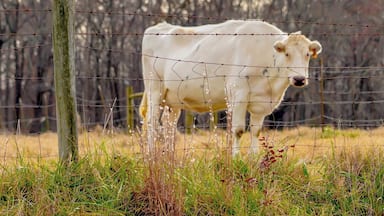 Test Shot with my new Sony A7RIII