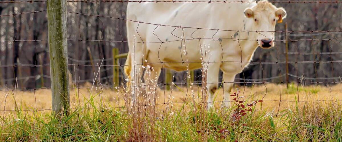 A white cow behind a barbed wire fence in a grassy field with trees in the background.