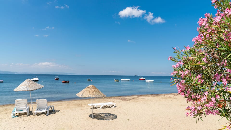 A beach with white lounge chairs, thatched umbrellas, and pink flowering plants.