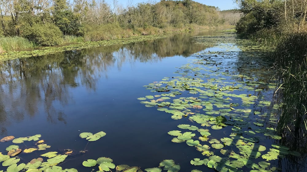 OCTOBER 2018, Turkey's second biggest freshwater swamp forest: Acarlar in Sakarya, Turkey