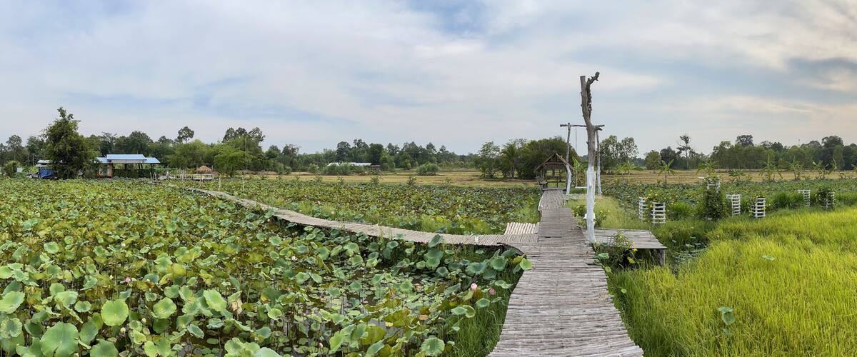 A wooden boardwalk through a lotus pond with a backdrop of rice fields and distant houses.