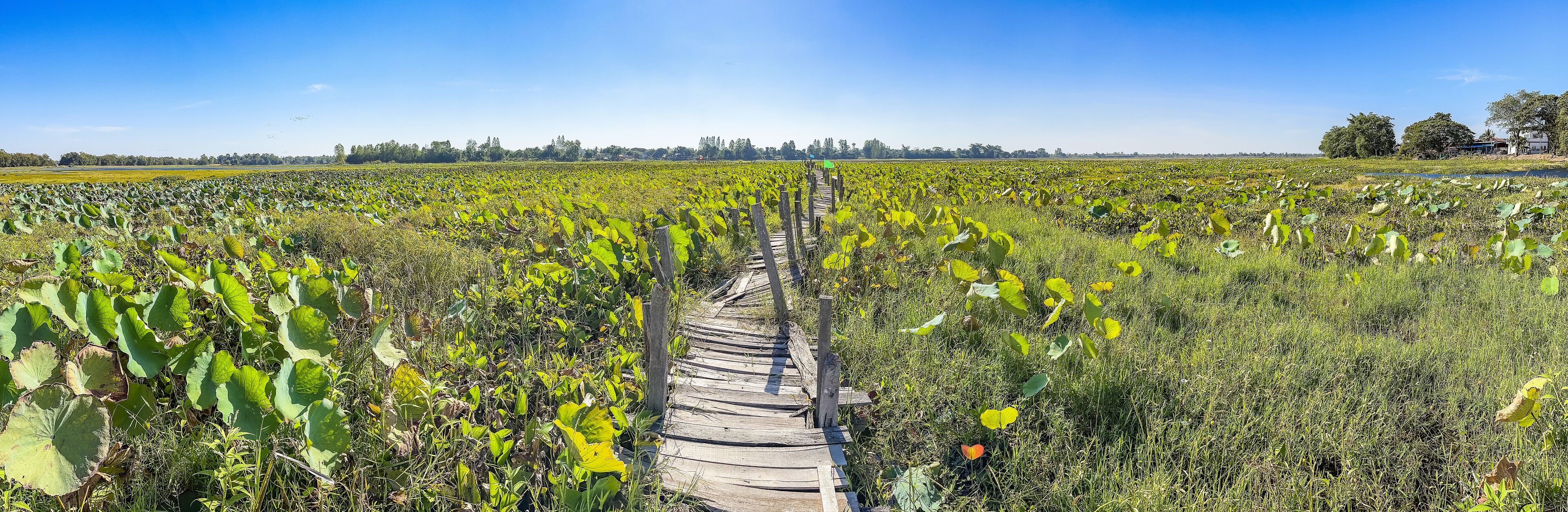 A wooden boardwalk through a lotus flower field under a clear blue sky.