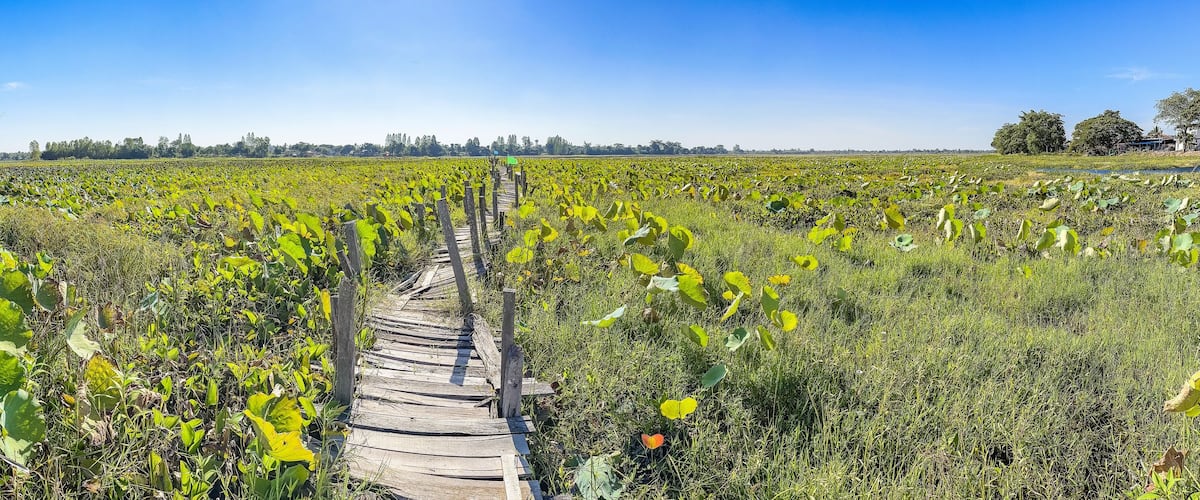 A wooden boardwalk through a lotus flower field under a clear blue sky.