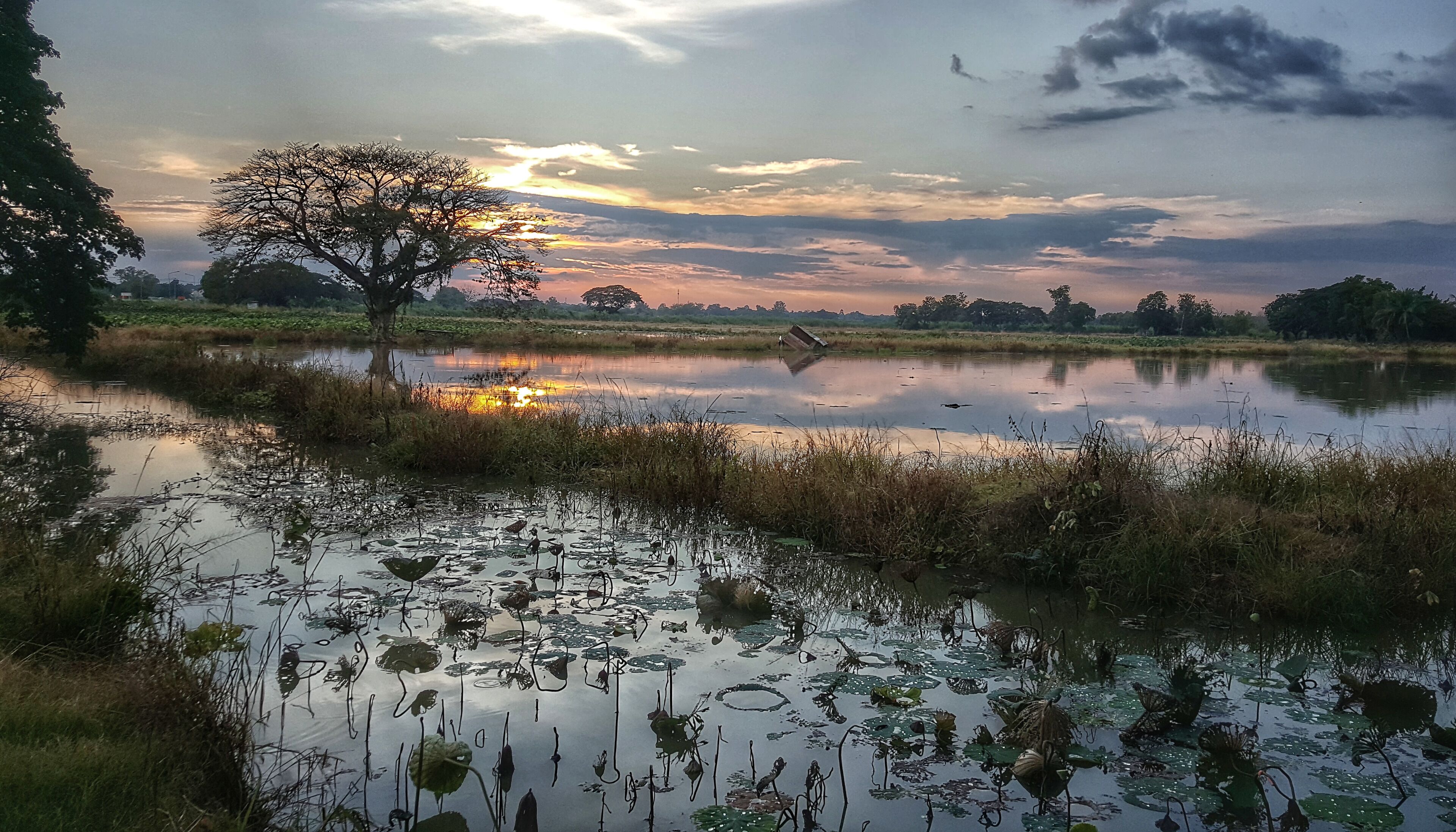 A sunset over a calm pond with lily pads and a solitary tree.