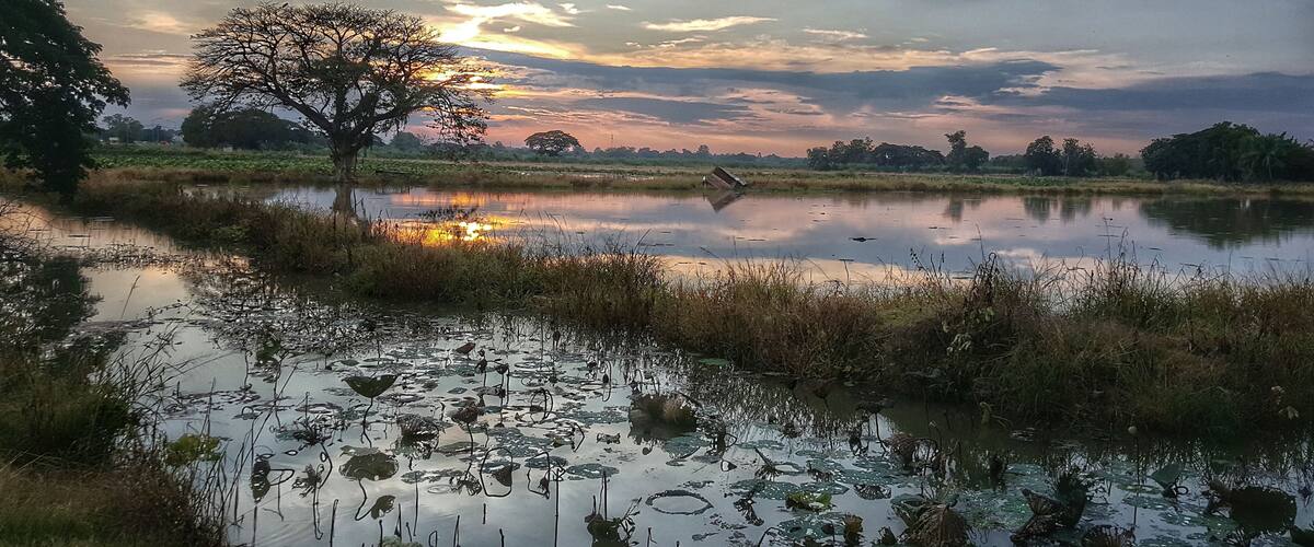 A sunset over a calm pond with lily pads and a solitary tree.