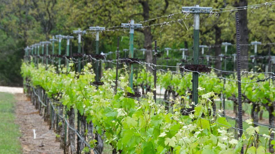 A vineyard with rows of grapevines supported by wires, set against a backdrop of trees.