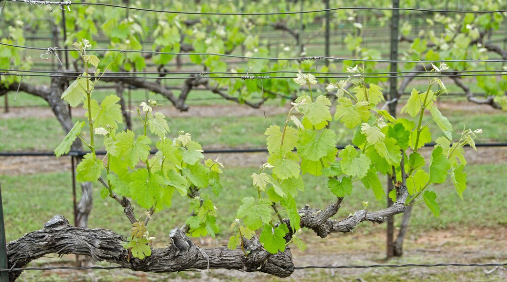 Grapevines at a Vineyard