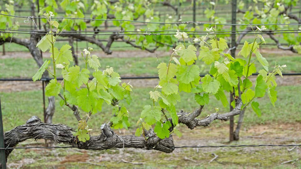 A vineyard with rows of grapevines supported by wires.