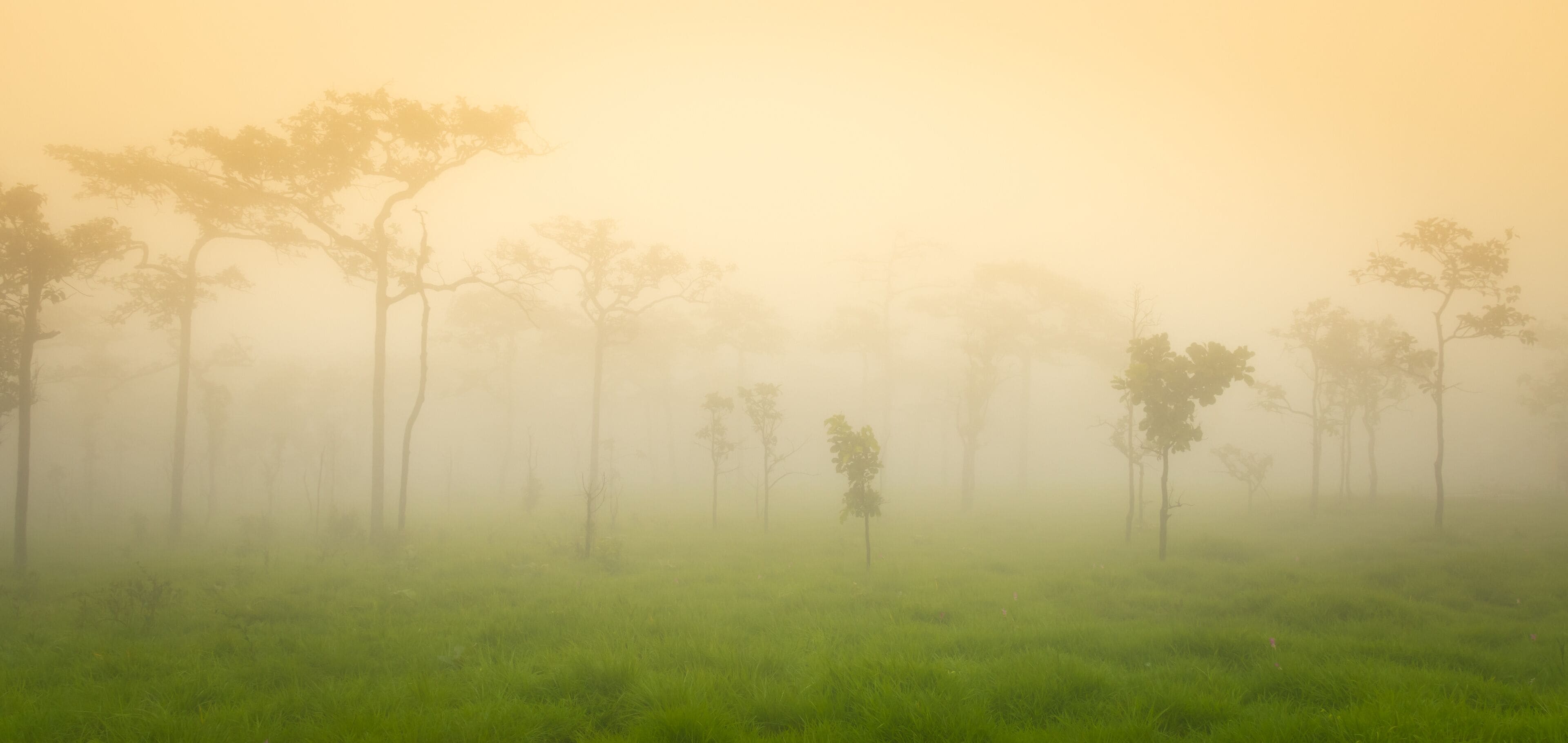 Krachiew flower field on a foggy day
