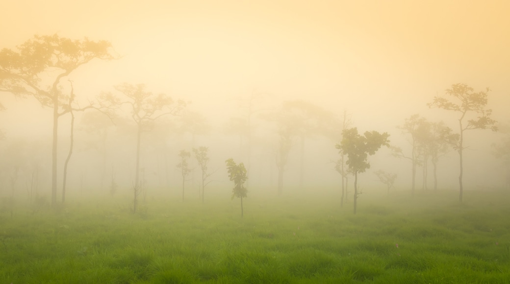 Krachiew flower field on a foggy day